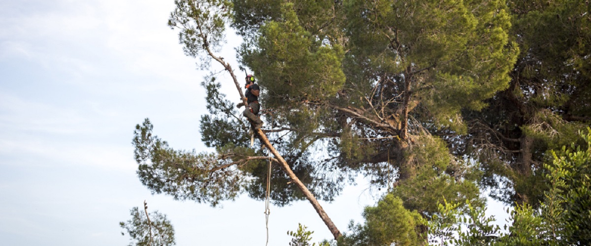 Poda de arboles en altura